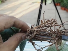芦荟秋季换盆方法