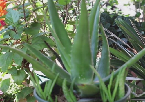 芦荟在秋季可以换盆吗