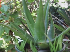 芦荟在秋季可以换盆吗