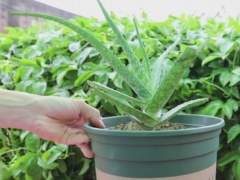 芦荟叶子干瘪变软如何补救