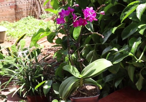 蝴蝶兰花后怎样养护