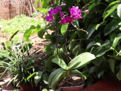 蝴蝶兰花后怎样养护