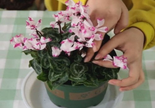 仙客来花后怎样管理