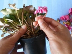 如何让仙客来多开花