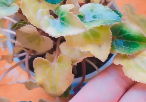 仙客来黄叶怎么处理1