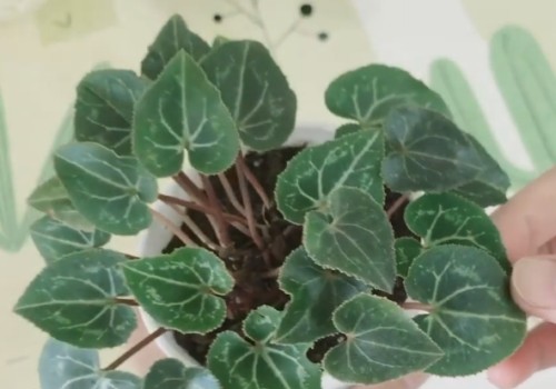 仙客来黄叶怎么处理2