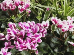 仙客来怎样种养才能开花多