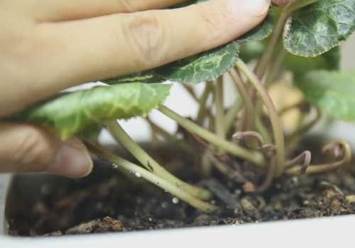 仙客来休眠后怎样催芽促花1