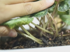 仙客来休眠后怎样催芽促花