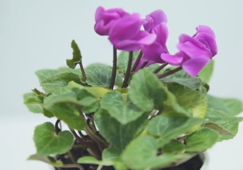 仙客来休眠后怎样催芽促花2