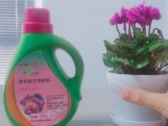 新买的仙客来怎么养