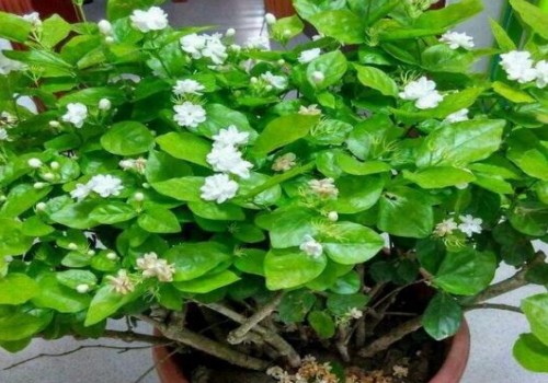茉莉花叶片干青怎么回事