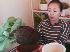 仙客来怎么换盆才不会黄叶