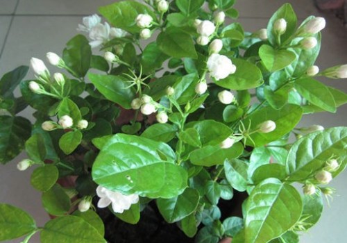 茉莉花秋冬季节怎么养护