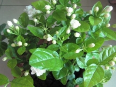 茉莉花秋冬季节怎么养护