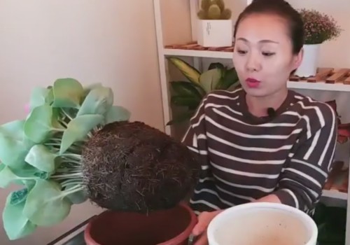 仙客来怎么换盆才不会黄叶