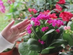 长寿花出现花苞枯萎、掉苞怎么回事