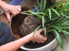 秋季适合给花卉换盆吗