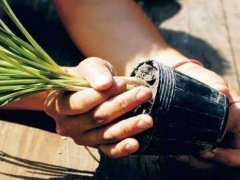 花卉植物换盆注意事项