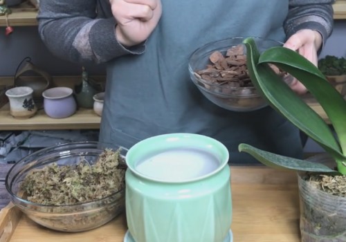 刚买的蝴蝶兰怎么换盆