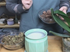 刚买的蝴蝶兰怎么换盆