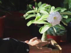 如何将沙漠玫瑰的茎干养粗