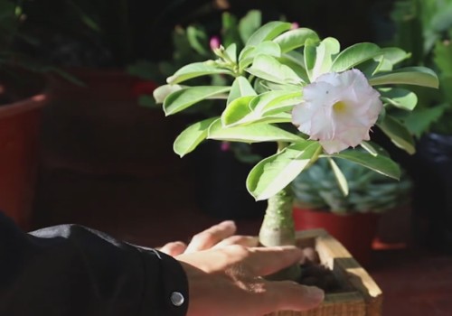 如何将沙漠玫瑰的茎干养粗