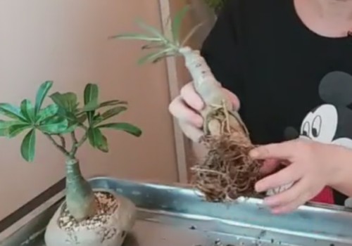 沙漠玫瑰长得慢 换盆换土很关键