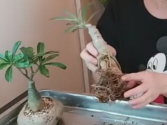 沙漠玫瑰长得慢 换盆换土很关键