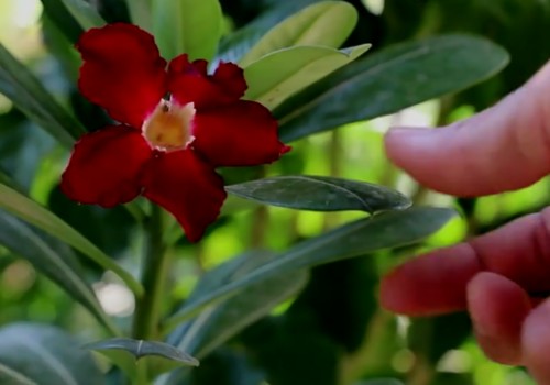 秋冬季节沙漠玫瑰怎么养