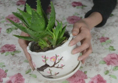 芦荟盆栽怎么养才能长得好