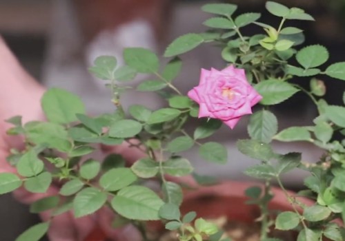 怎样让月季多发笋芽3