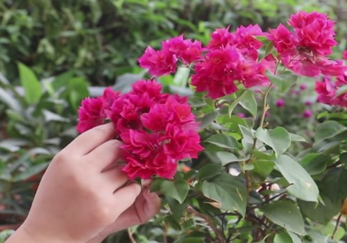 三角梅不开花怎么回事