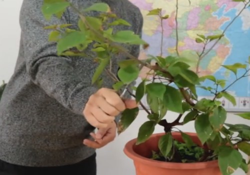 盆栽三角梅的冬季管理