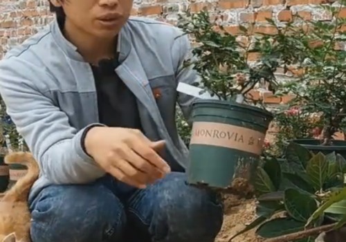 盆栽月季怎么过冬