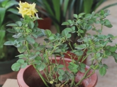 月季花苞打不开怎么办