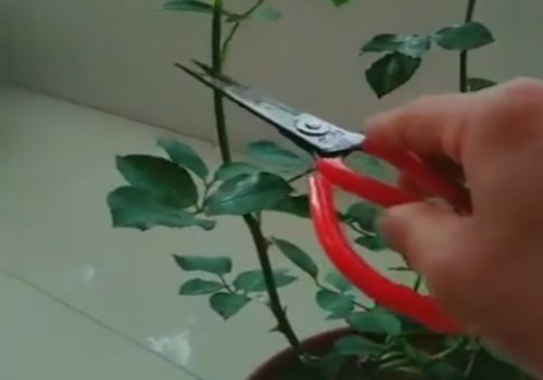 月季冬季怎么养护