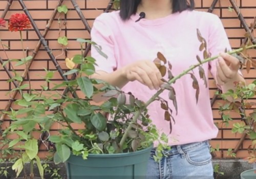 月季的笋芽要不要修剪 需要打顶吗3