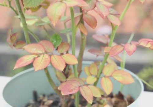 月季的笋芽要不要修剪 需要打顶吗