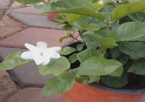 茉莉花如何越冬