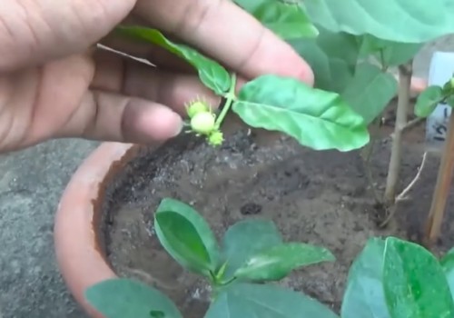 如何让茉莉花多开花