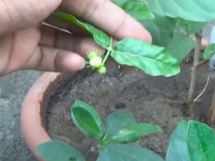 如何让茉莉花多开花