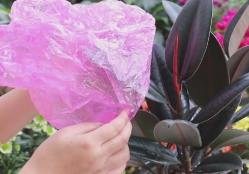 橡皮树如何越冬2