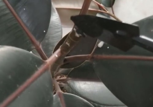 橡皮树徒长怎么办2
