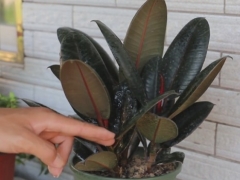 橡皮树生长缓慢或停止生长怎么办
