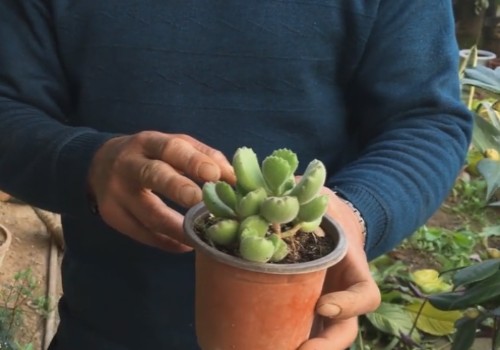 多肉植物冬季怎么养才能安全越冬