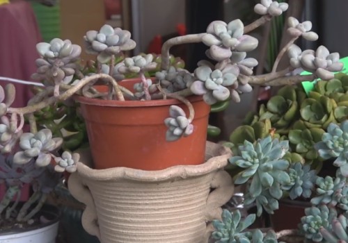 养多肉植物注意事项