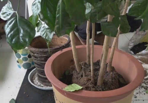 大型幸福树如何换盆