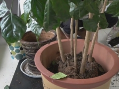 大型幸福树如何换盆