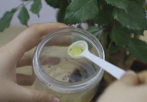 幸福树黄叶怎么办